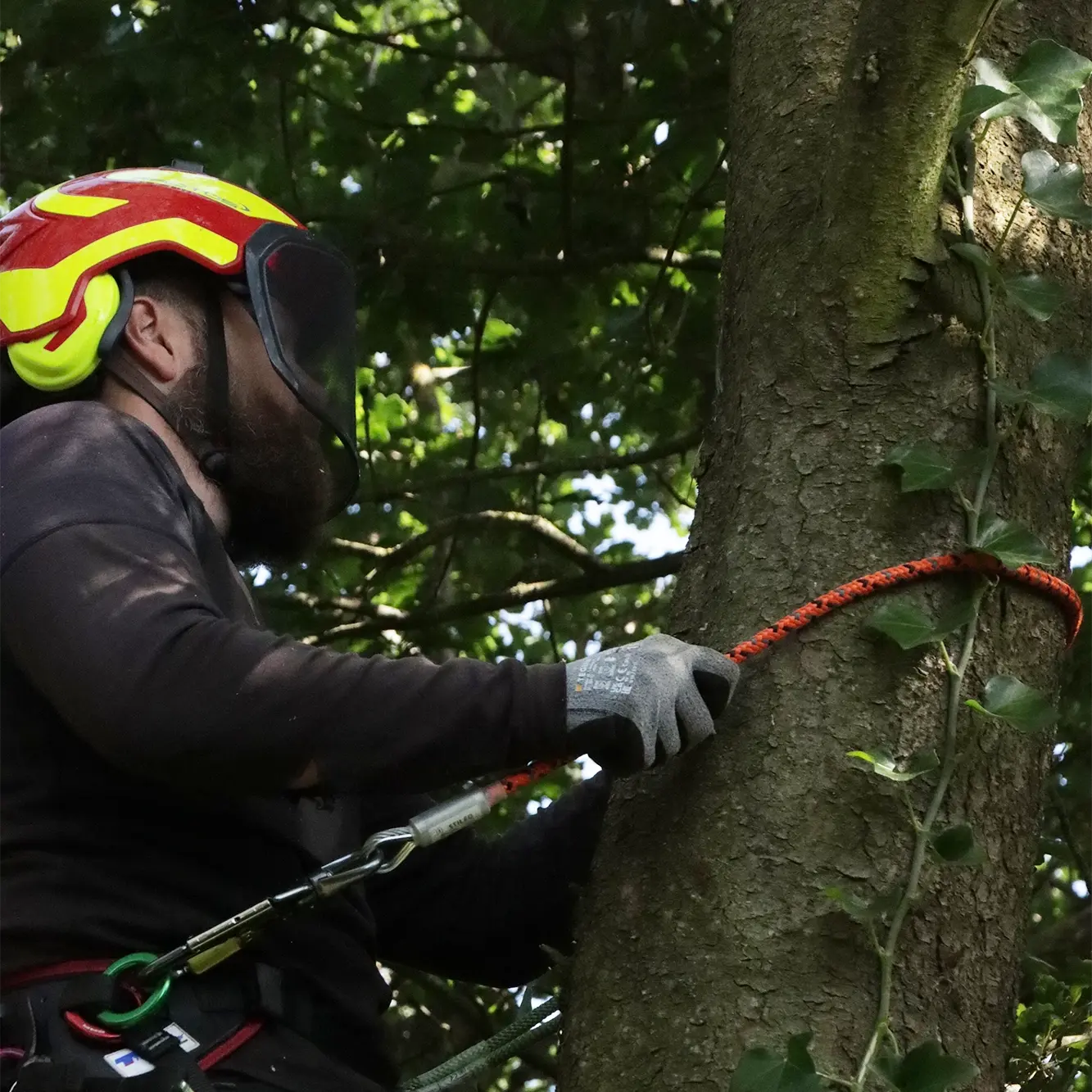 Mand er på vej op i et træ med reb og værktøj, for at udføre en topkapning.