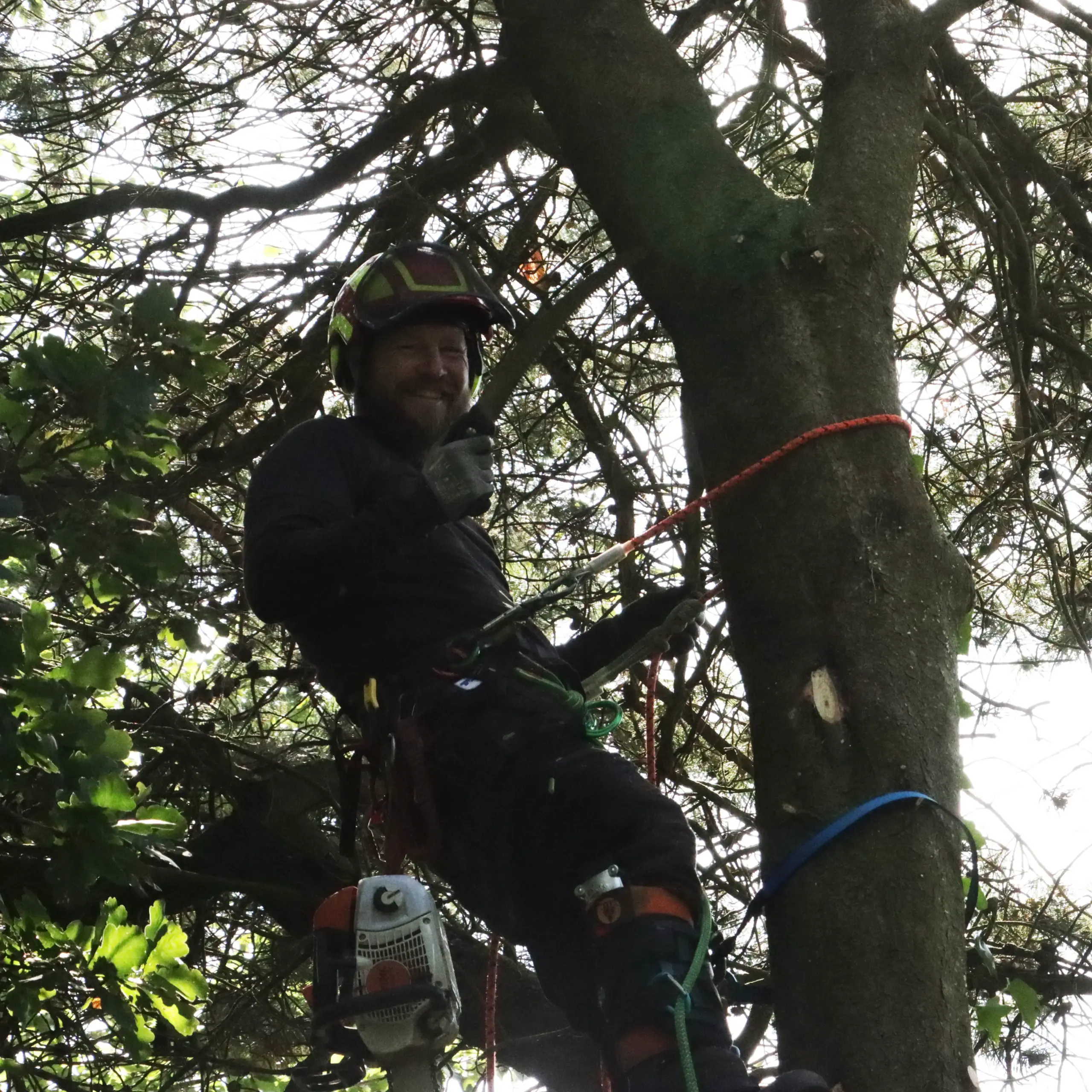 Mand hænger i et træ, og fremviser sin sav med et smil