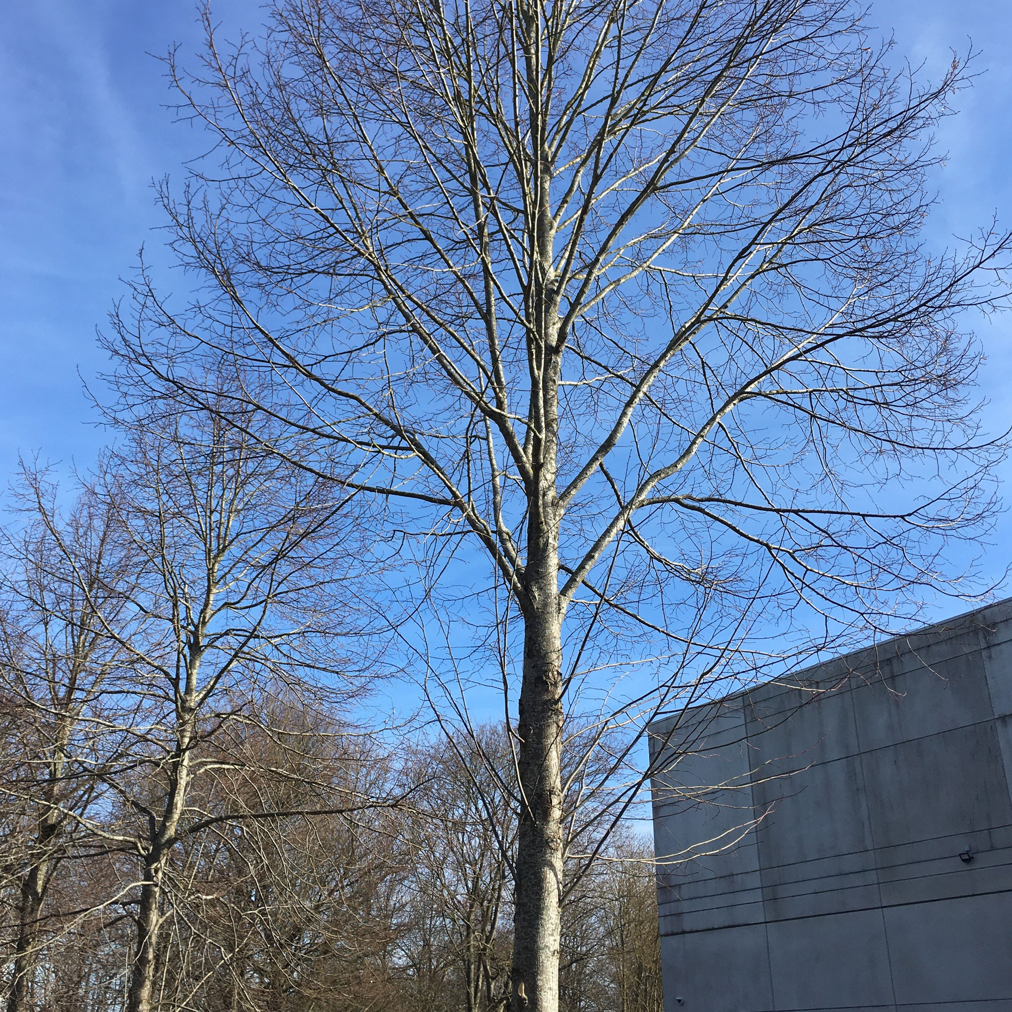 Et billede af et træ, inden det er blevet beskåret.