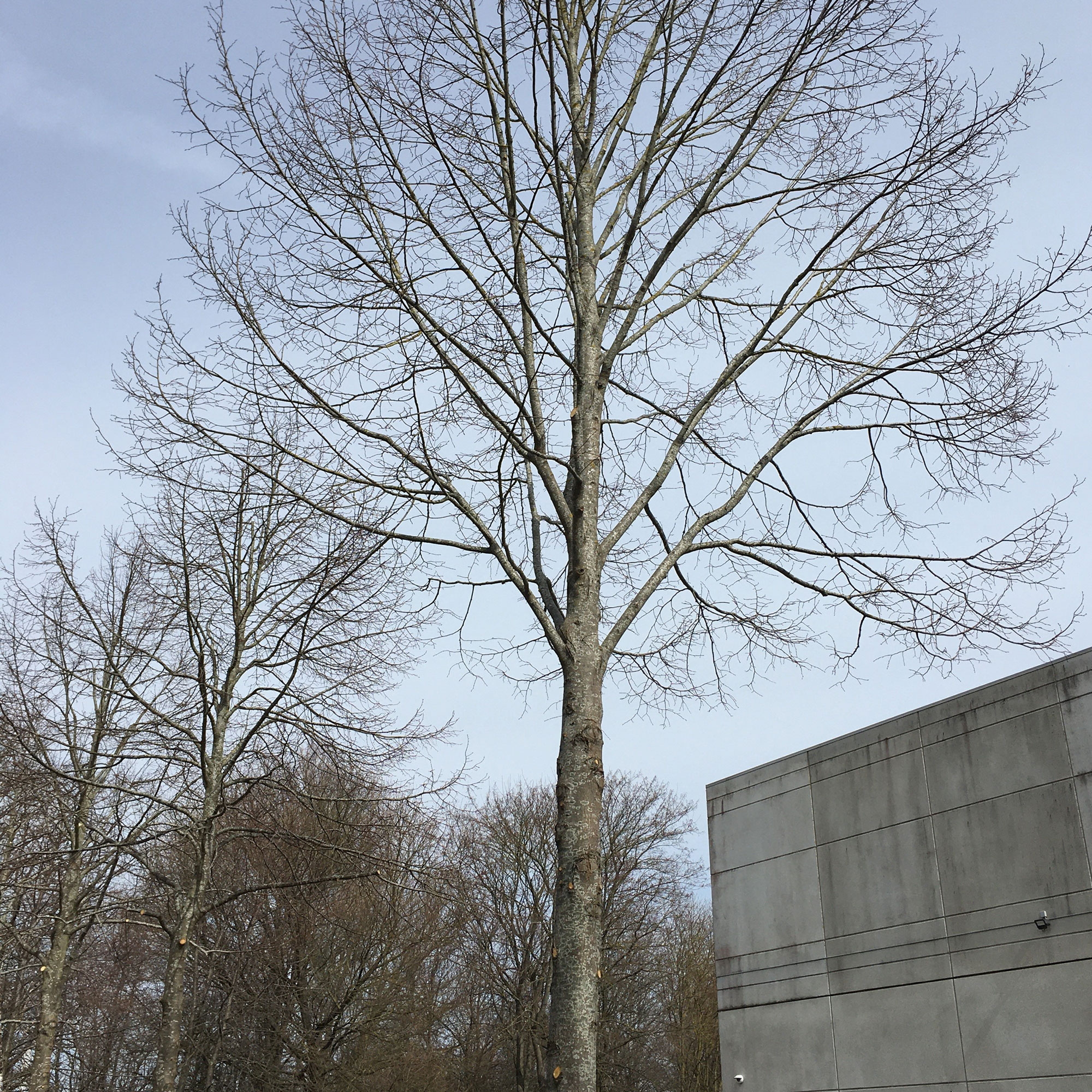 Et billede af et træ, efter det er blevet beskåret.