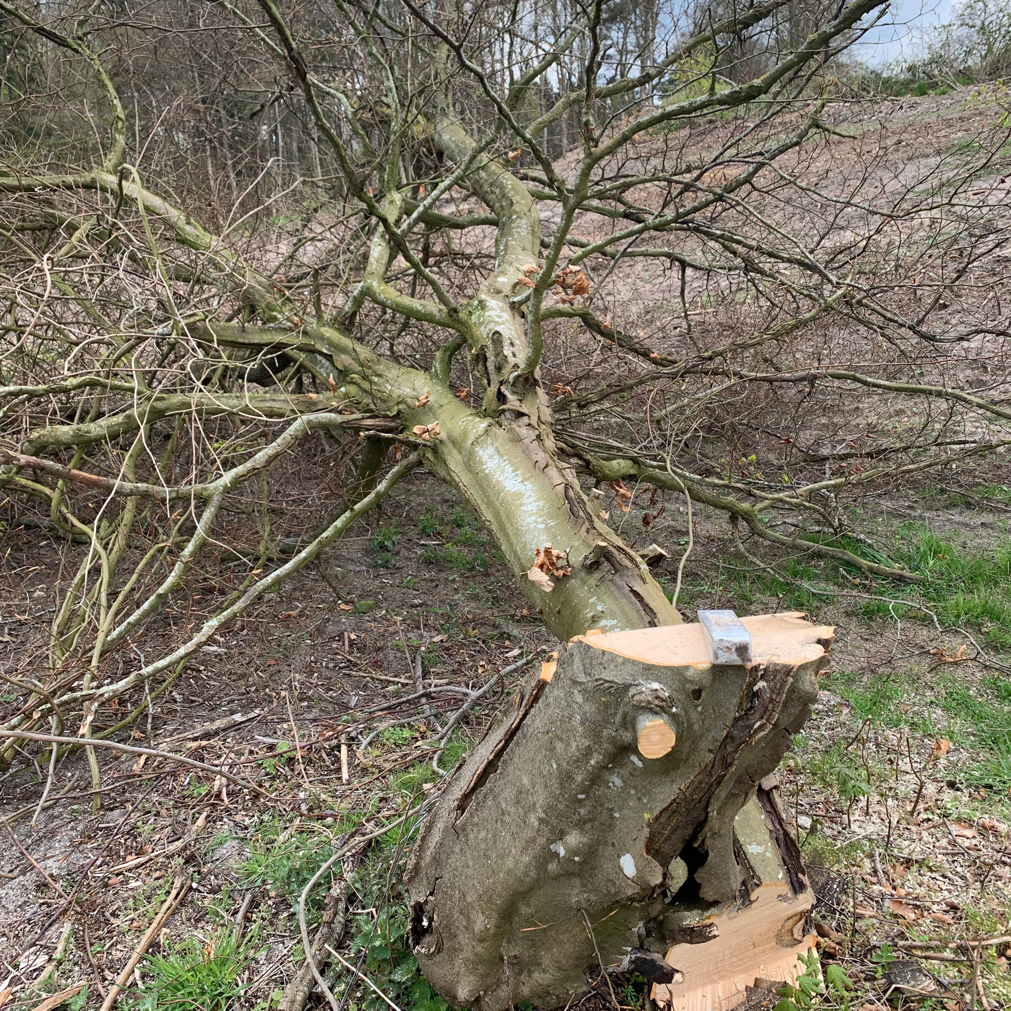Et træ der er blevet fældet.
