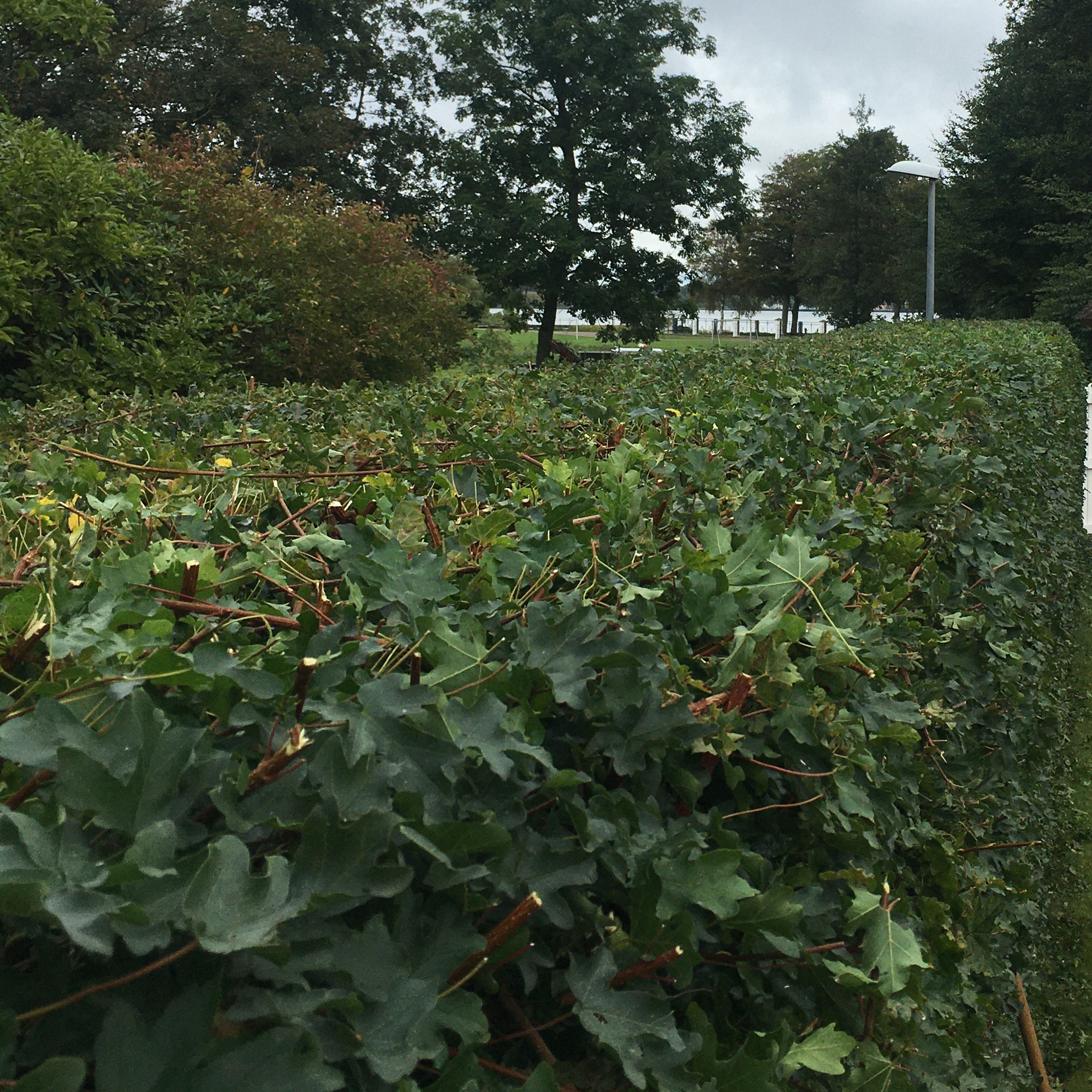 En hæk der er blevet klippet helt lige.