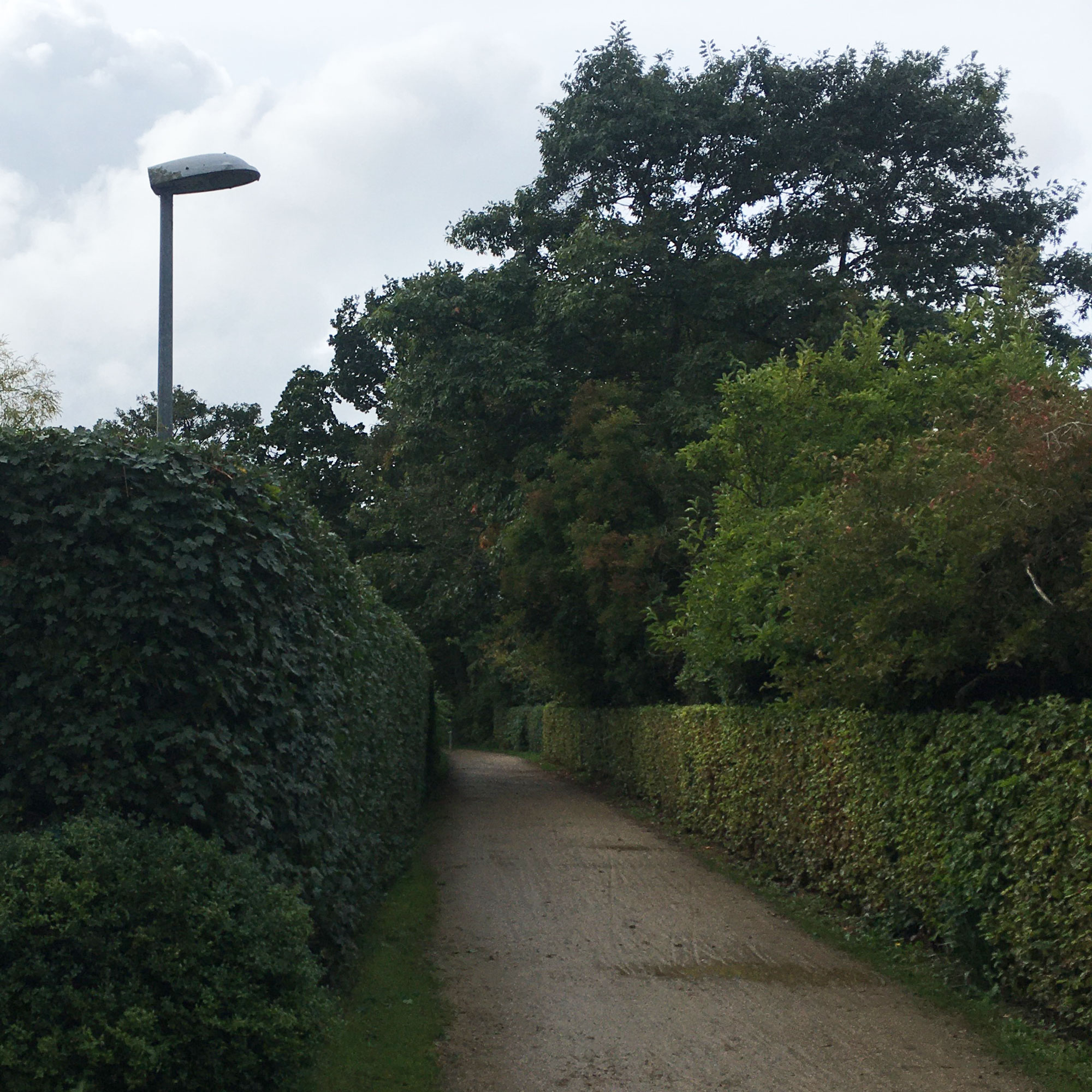 To hække der er blevet trimmet.