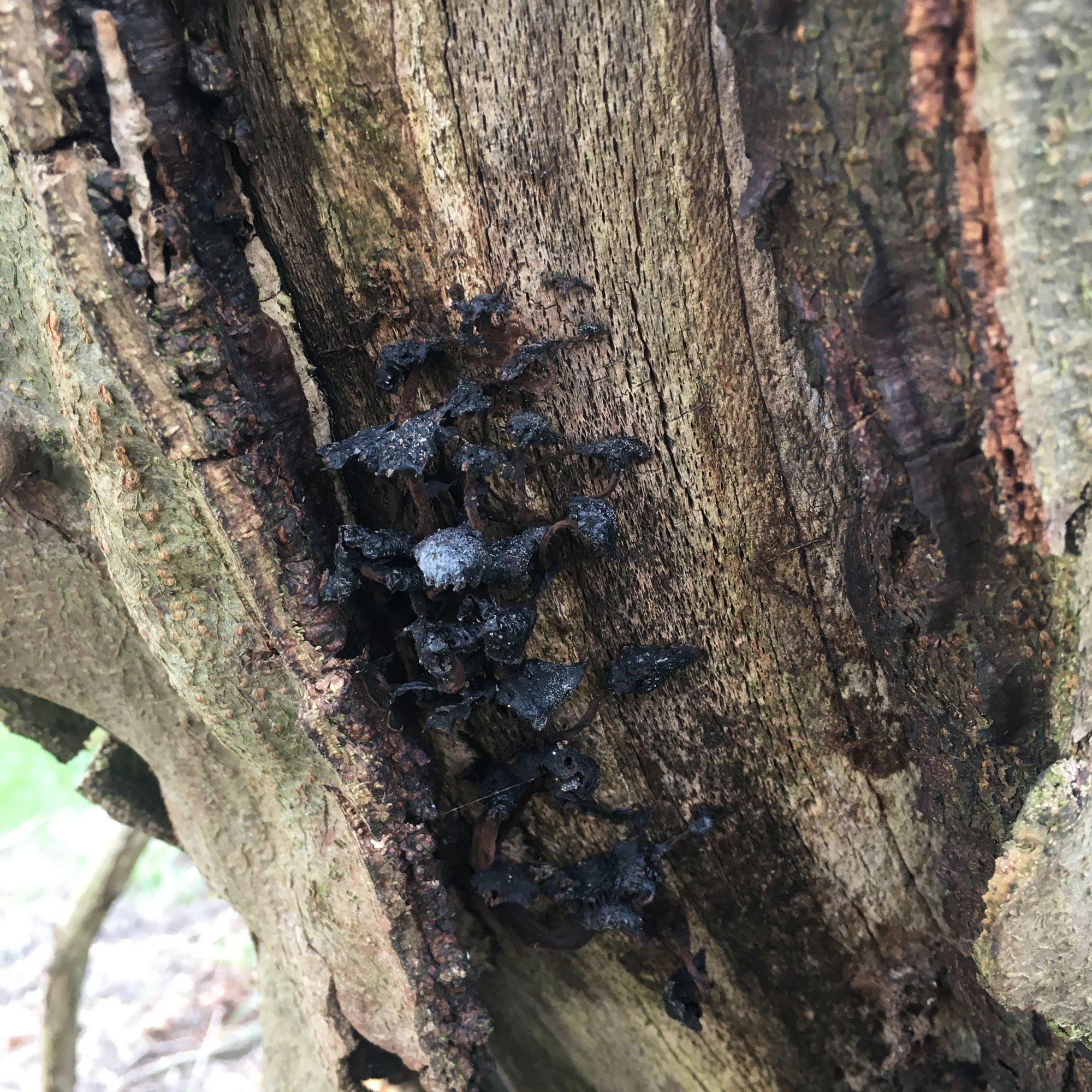 Svampe der vokser på stammen af et træ.