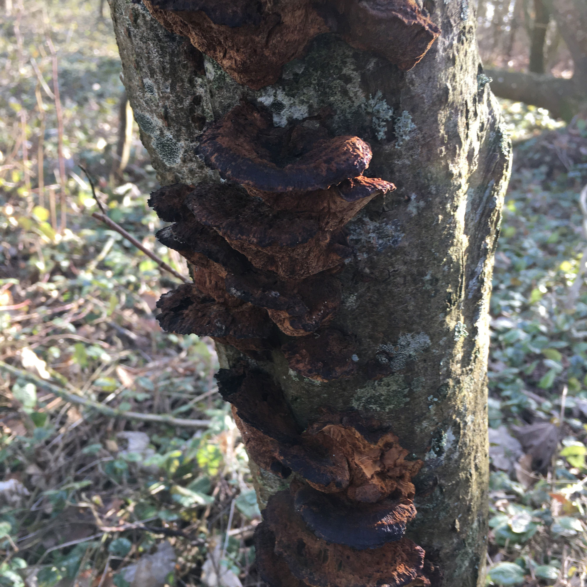 Svampe der vokser på stammen af et træ.