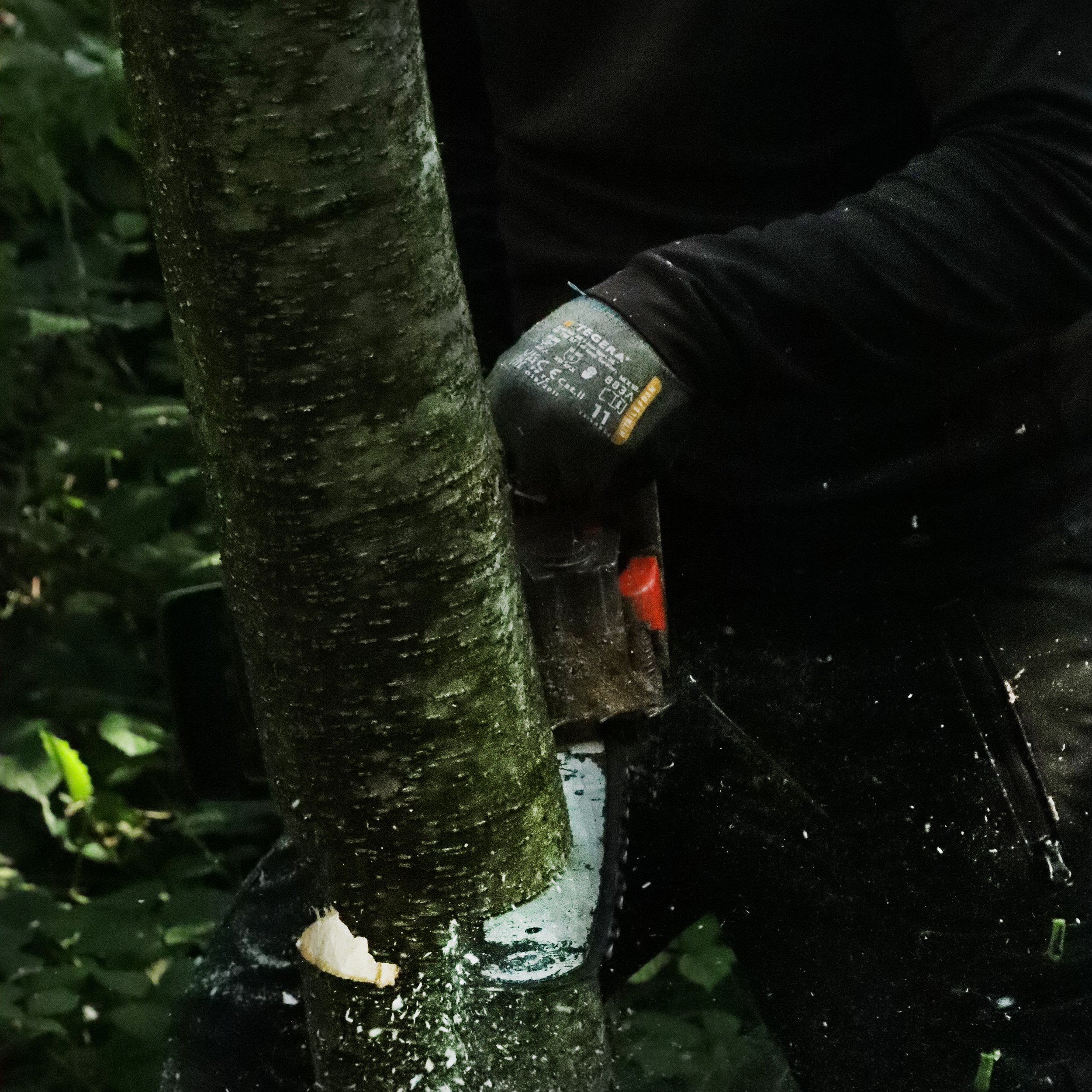 En træfældning der er undervejs.