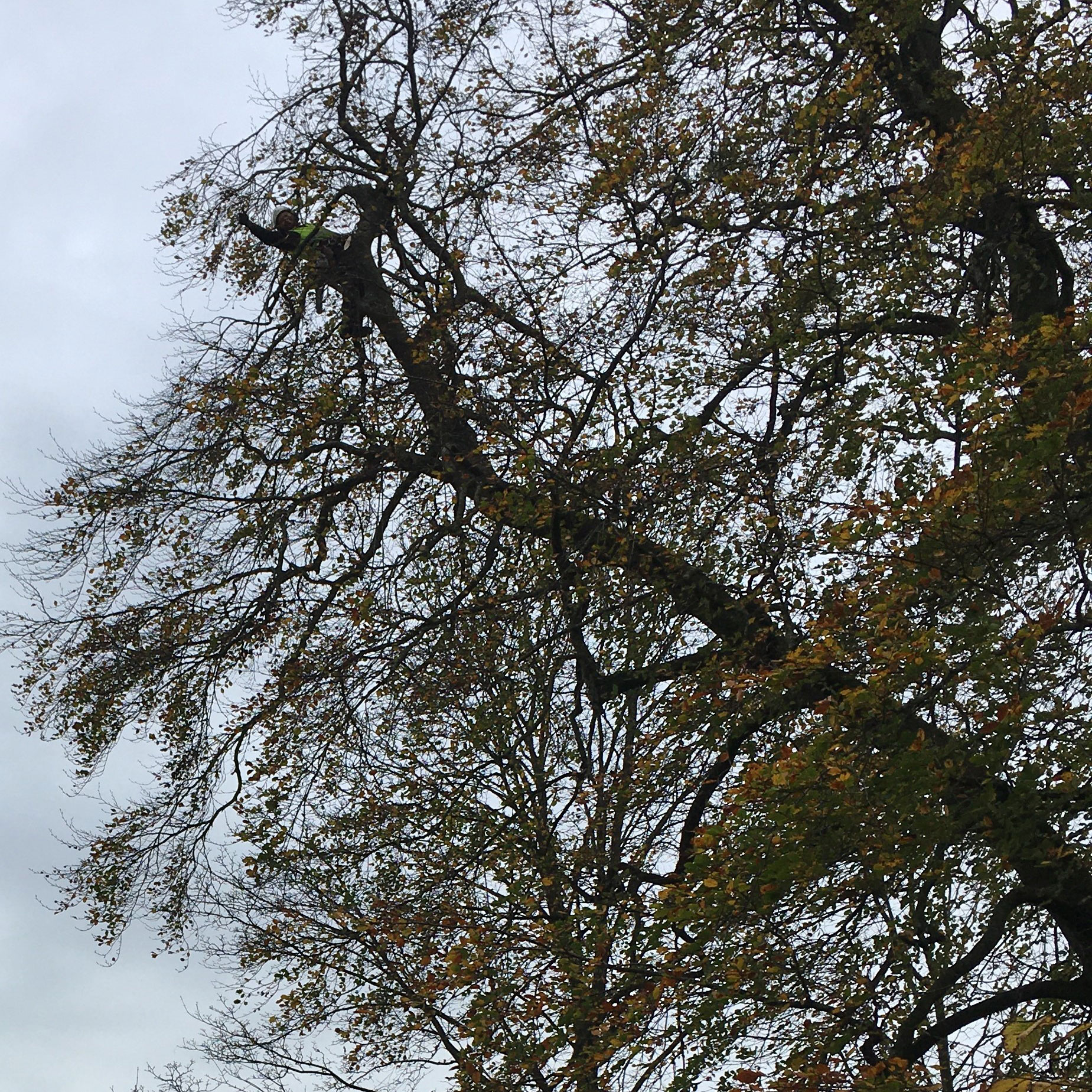 En mand giver en tommel op, fra kronen af et træm som han er i gang med at topkappe.