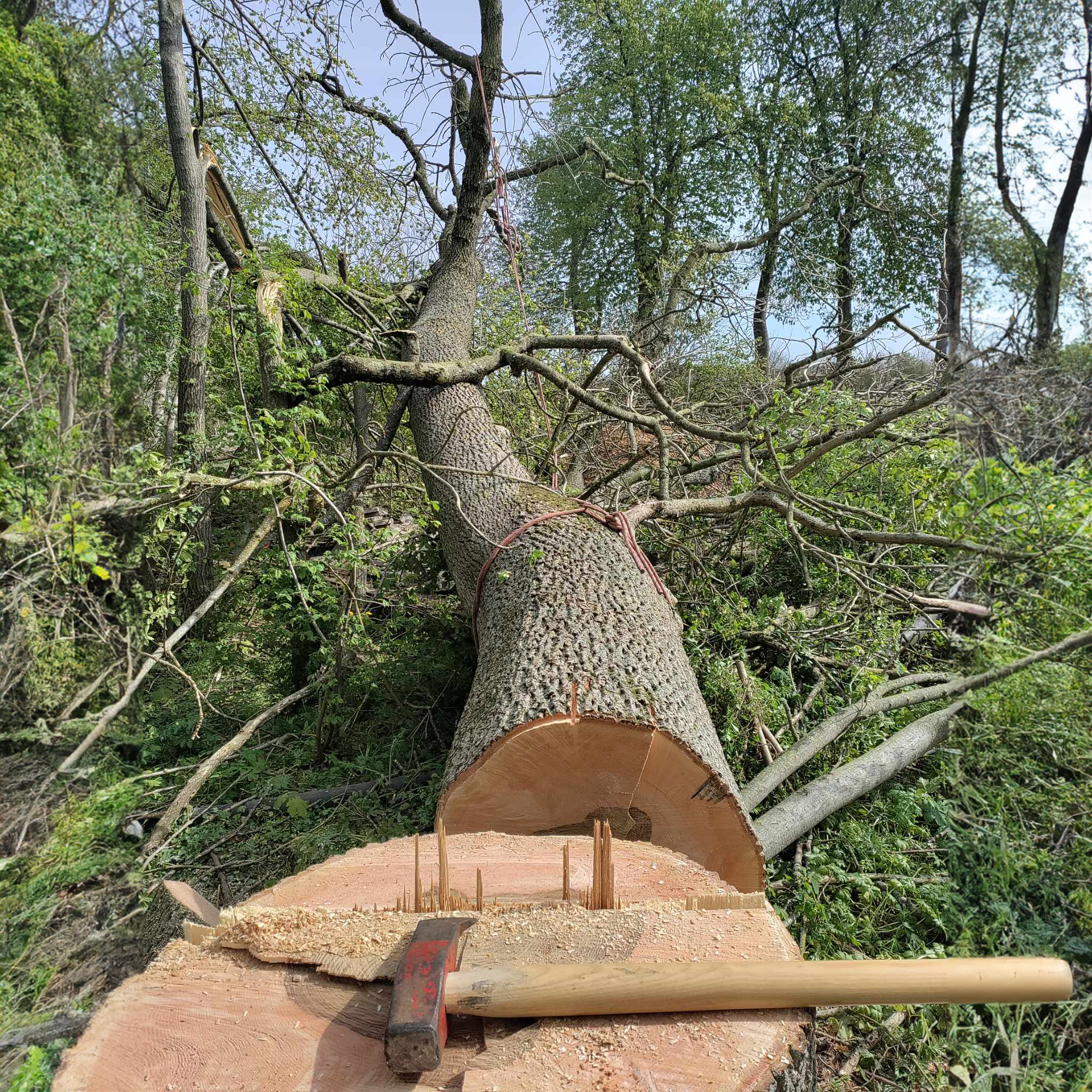 Et stort træ der er blevet fældet, bl.a. med økse.