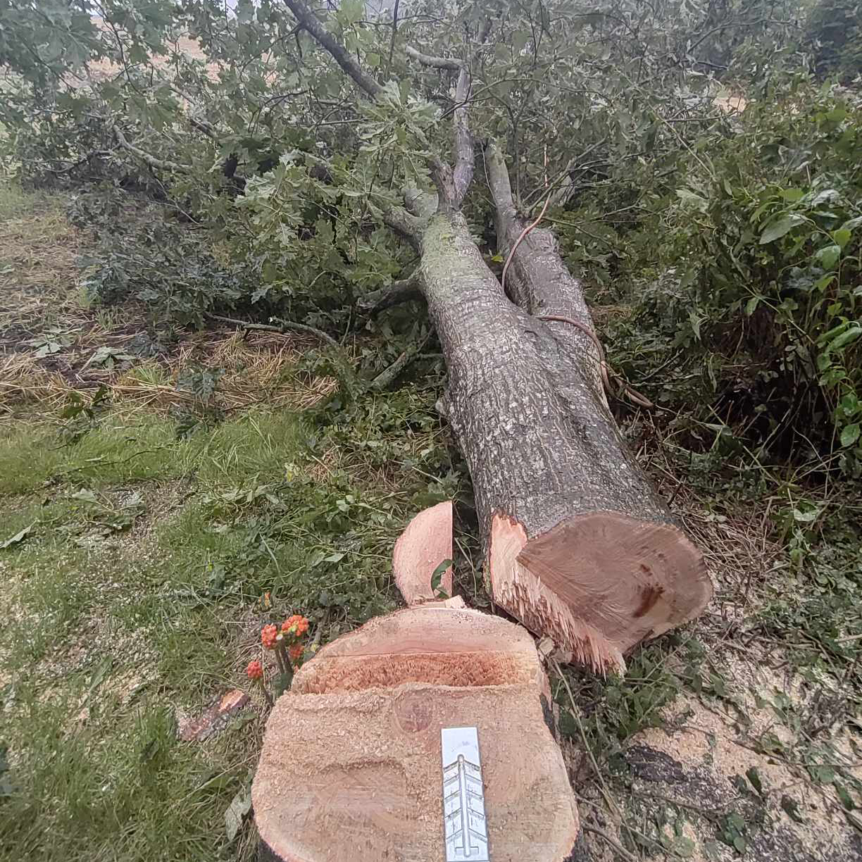 Et stort træ der er fældet.