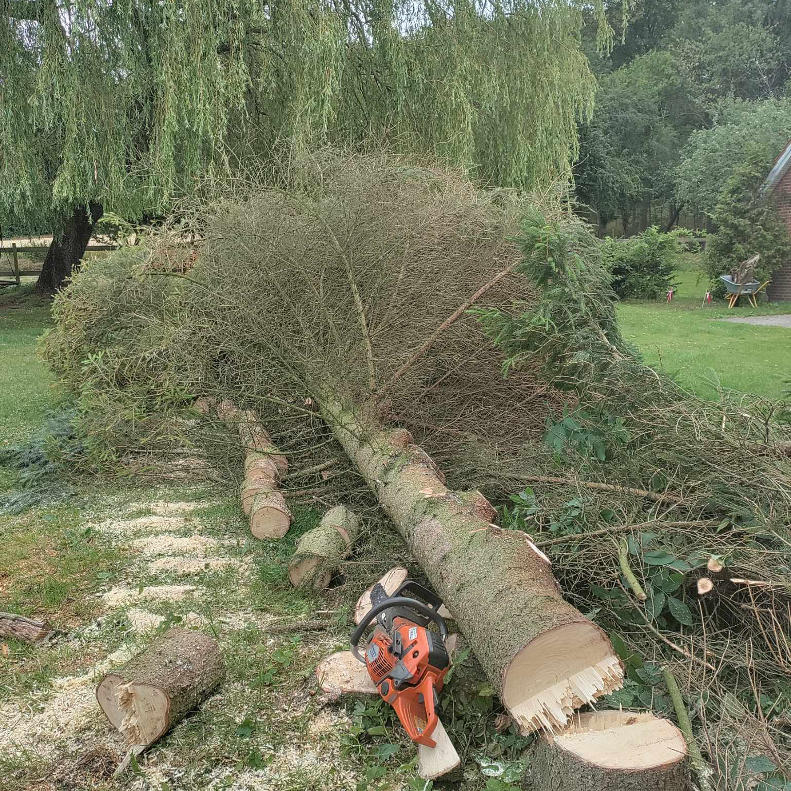 Resultatet af en træfældning.