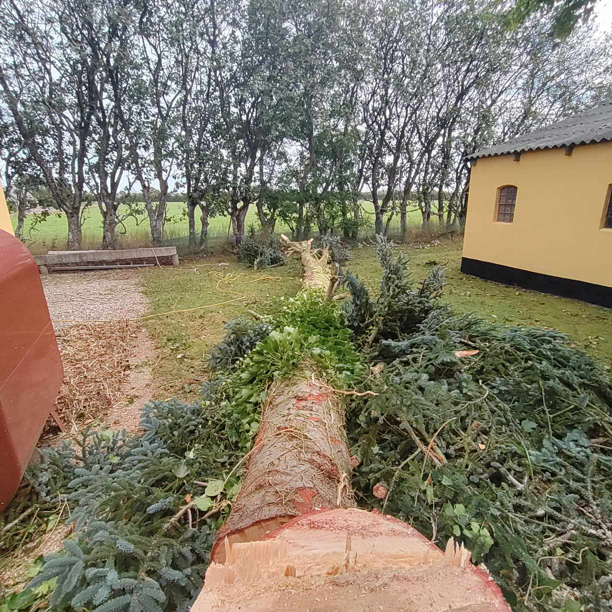 Et fældet grantræ.